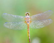 Dragonfly Essences